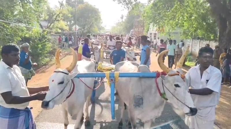 Tamil Nadu: তামিলনাড়ুতে পোঙ্গল উৎসবে গরুর গাড়ির দৌড়, দেখুন ভিডিও