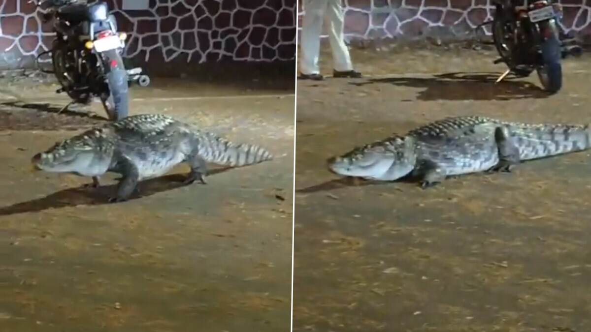 Crocodile Spotted in Mumbai: আইআইটি ক্যাম্পাসে হানা দিল দৈত্যাকার কুমির, পাশের হ্রদ থেকে পালিয়ে সোজা ঢুকে পড়েছে কলেজ প্রাঙ্গণে