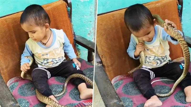 Viral Video: সাপ নিয়ে শিশুর মারণ খেলা, হাড়হিম করা ভিডিয়ো দেখুন