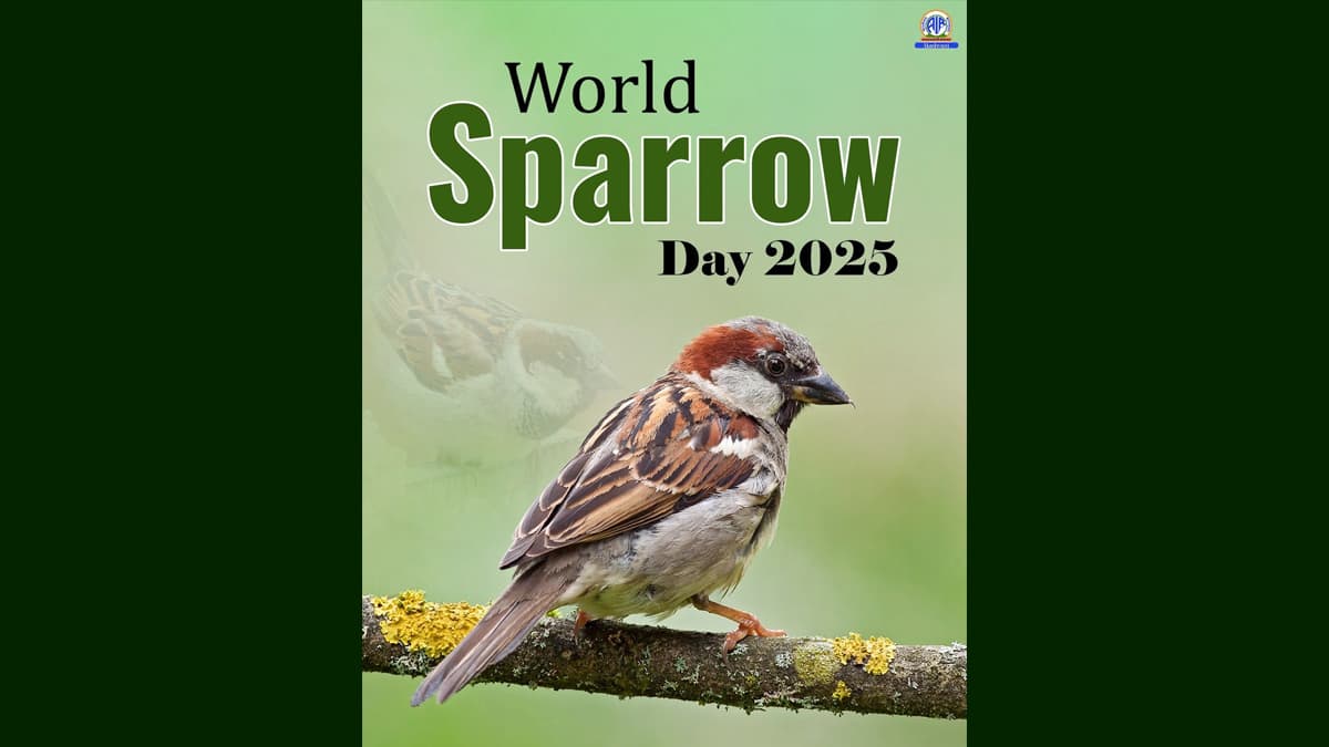 World Sparrow Day 2025: চড়ুই পাখি এবং আরও নানা পাখির সংরক্ষণ নিয়ে আজ গোটা বিশ্বে পালিত হবে বিশ্ব চড়ুই দিবস