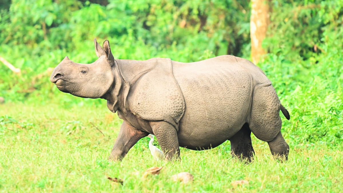 One-Horned Rhino Population In West Bengal: কাজিরাঙ্গার পরেই জলদাপাড়া-গরুমারা, পশ্চিমবঙ্গে একশৃঙ্গ গন্ডারের সংখ্যা বেড়ে হল ৩৯২