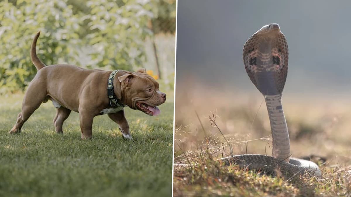 Pitbull vs Cobra Viral Video: প্রভুভক্তির চরম দৃষ্টান্ত! মালিককে বাঁচাতে কোবরাকে মেরে নিজে মরল পিটবুল, দেখুন ভাইরাল ভিডিয়ো