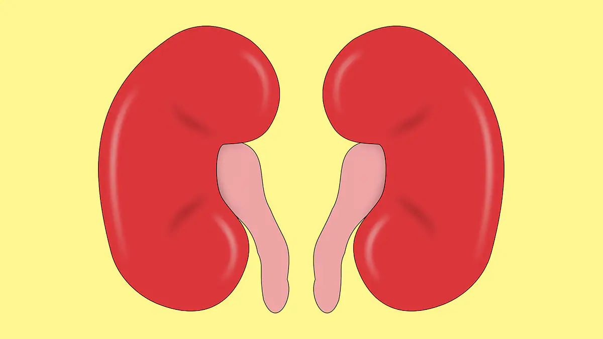 Kidney Failure Symptoms: ক্লান্তি থেকে শুরু করে ফুলে যাওয়া পর্যন্ত, কিডনি ব্যর্থতার প্রাথমিক সতর্কতা লক্ষণ, কারণ এবং প্রতিরোধের পদ্ধতি জেনে নিন...