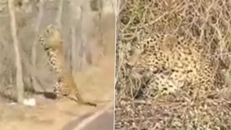 Leopard Video: হাথিপাওয়া বনে তারের বেড়ায় আটকে পড়ল চিতাবাঘ, দেখুন ভিডিও