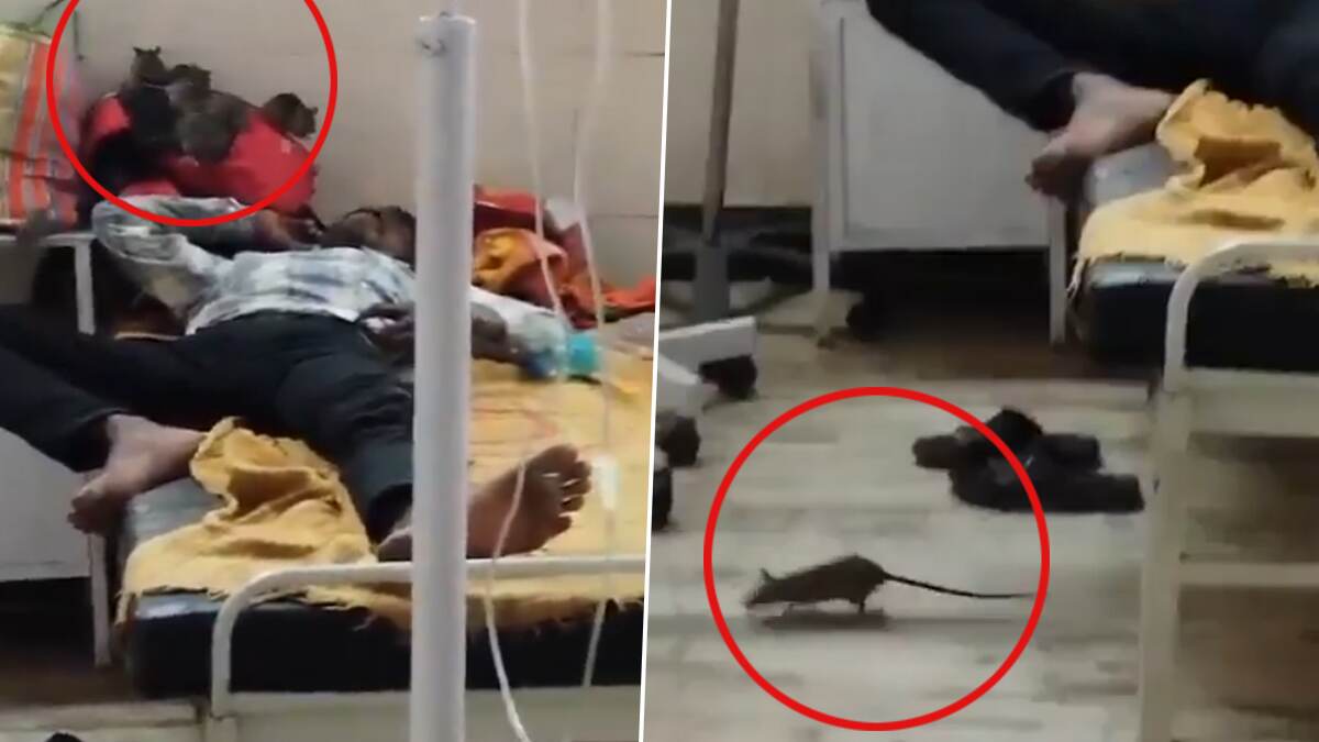 Rats Spotted Roaming on Hospital Beds: হাসপাতালময় ইঁদুরের অগাধ বিচরণ, ছুটে বেরাচ্ছে এদিক ওদিক, সাংঘাতিক দৃশ্য