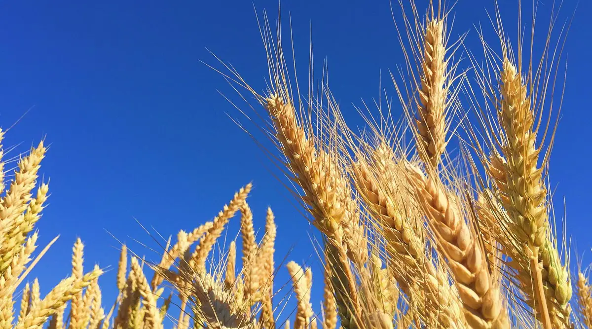 Benefits of Barley: তেতো, মিষ্টি এবং ঠান্ডা গুণসম্পন্ন বার্লিকে ঔষধি গুণে সমৃদ্ধ, জেনে নিন বিস্তারিত...