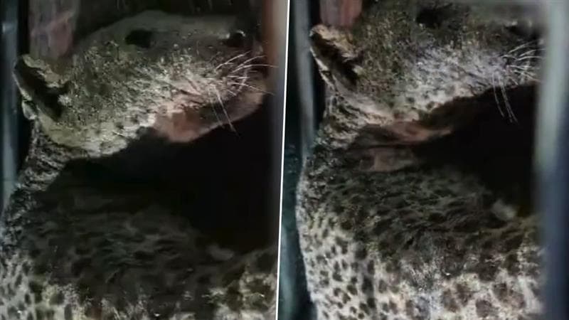 Leopard Attack: বনকর্মীর উপর ঝাঁপিয়ে পড়ল চিতাবাঘ, অল্পের জন্য প্রাণে বাঁচলেন ফরেস্ট অফিসার