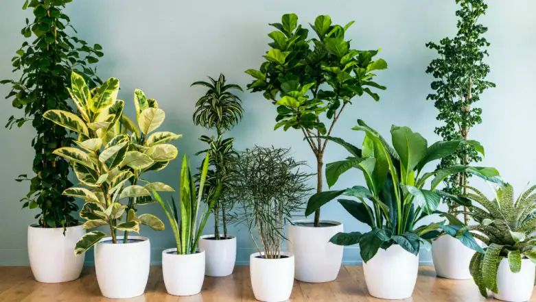 Indoor Plants: সুস্থ জীবনযাপনের জন্য বাড়িতে লাগান এই গাছ, অক্সিজেনের ব্যাংক এই গাছগুলো...