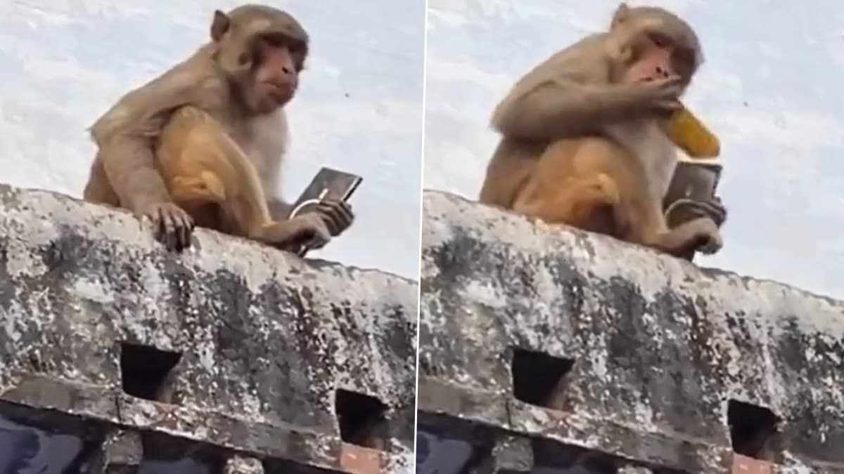 Monkey Steals Mobile Video: দামি ফোন থাবা দিয়ে কেড়ে বাড়ির কার্ণিশে উঠে গেল হনুমান, তারপর দেখুন কী হল