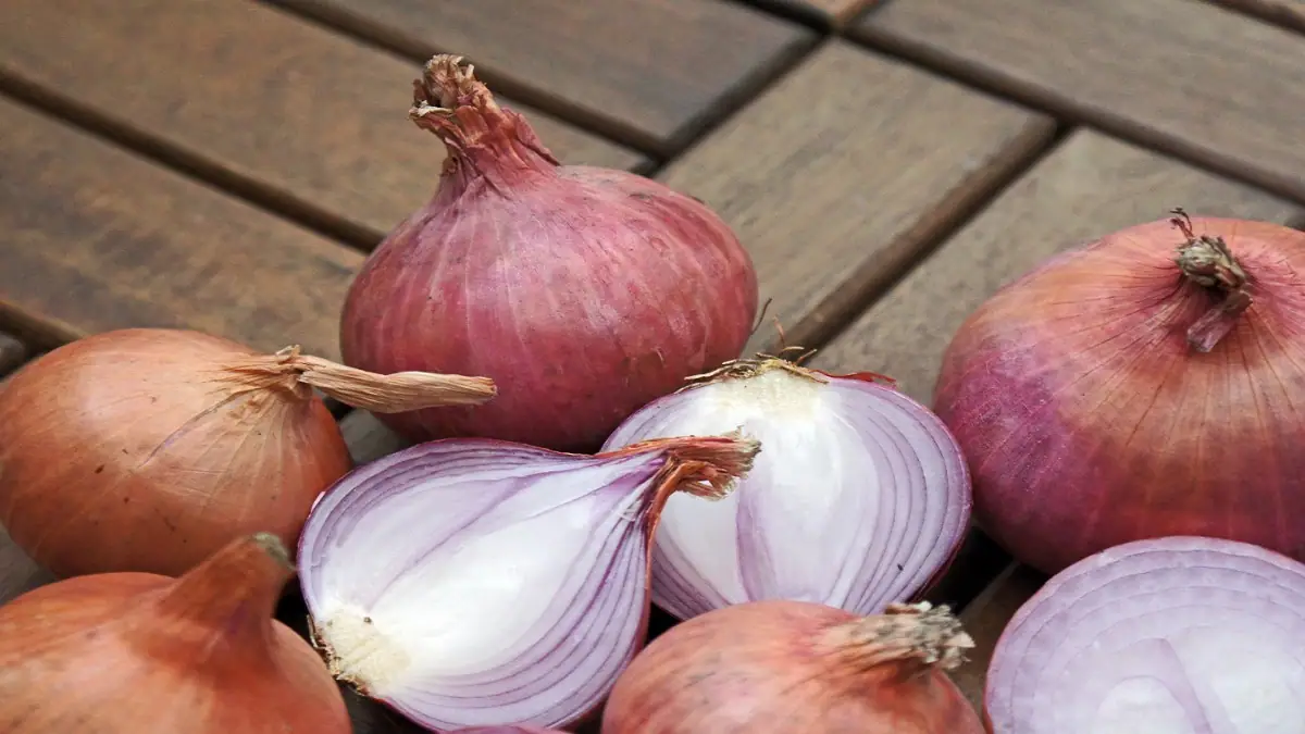 Onion Oil: পেঁয়াজের তেল চুলের জন্য খুবই উপকারী, জেনে বাড়িতে পেঁয়াজের তেল তৈরি করার সহজ উপায়...