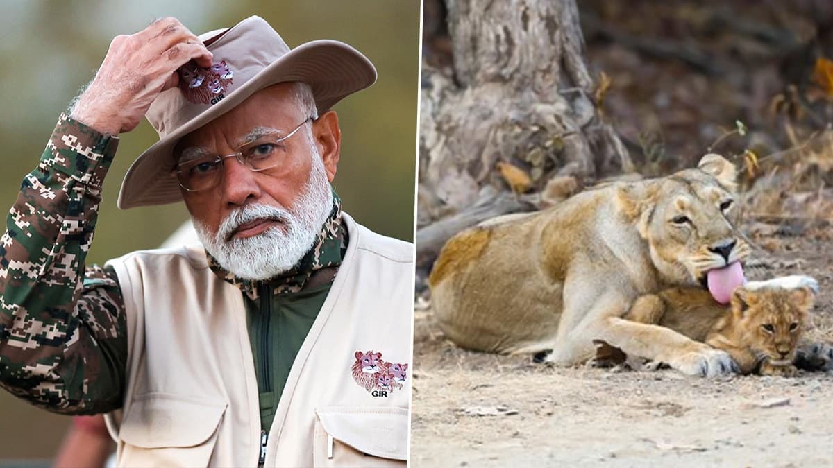 PM Narendra Modi's Lion Safari At Gujarat's Gir: গিরে সিংহের সাফারি প্রধানমন্ত্রীর, ক্যামেরা হাতে ছবি তুললেন মোদী দেখুন ভিডিয়ো