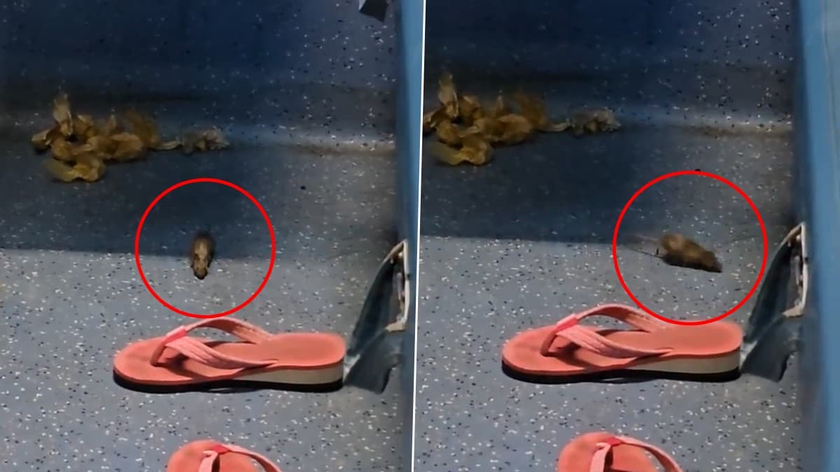 Rat Menace in Train Video:  এক্সপ্রেস ট্রেনের সেকেন্ড এসি কামরায় দৌঁড়ে বেড়াচ্ছে ইদূঁর, ভিডিয়ো প্রকাশ করে ক্ষোভ উগরে দিলেন যাত্রী