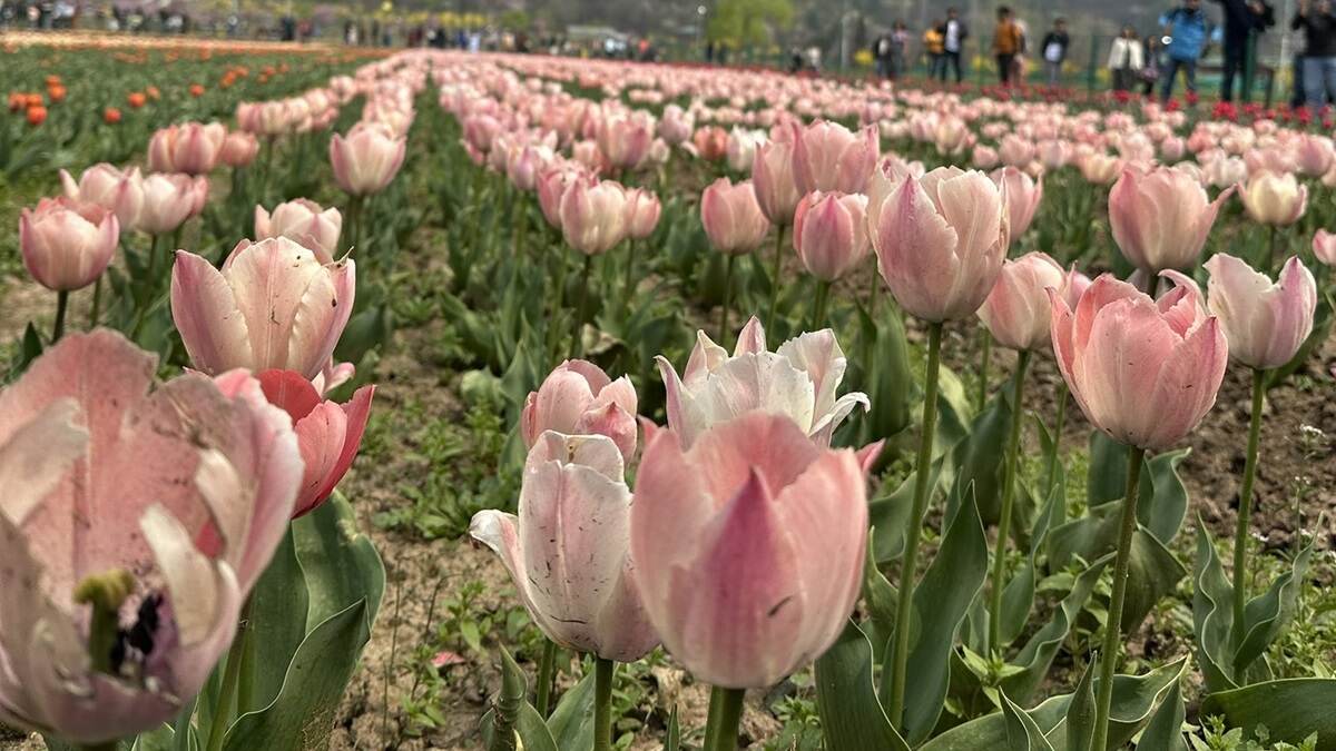 Tulip Garden Video: প্রায় সাড়ে ১৭ লক্ষ টিউলিপ ফুটেছে, কাশ্মীর সেজে উঠেছে রংয়ের বাহারে, দেখুন