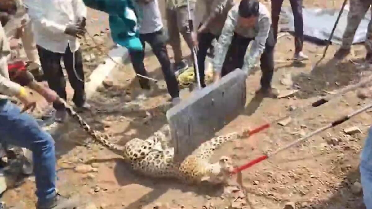 Leopard Trapped in Nagpur: লোকালয়ে প্রবেশের চেষ্টা, জালে আটক লেপার্ড, দেখুন ভিডিয়ো
