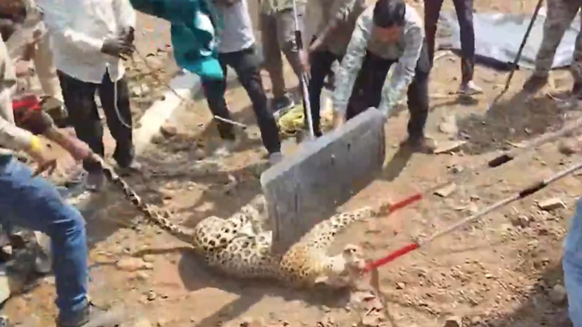 Leopard Trapped in Nagpur: লোকালয়ে প্রবেশের চেষ্টা, জালে আটক লেপার্ড, দেখুন ভিডিয়ো