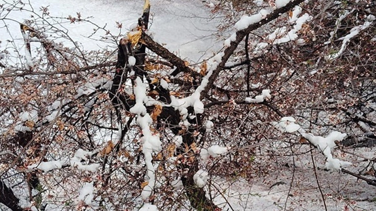 Ladakh Snowfall: লাদাখে অসময়ের তুষারপাতের ফলে খুবানি বাগান ধ্বংস, ব্যাপক ক্ষতির সম্মুখীন কৃষকরা