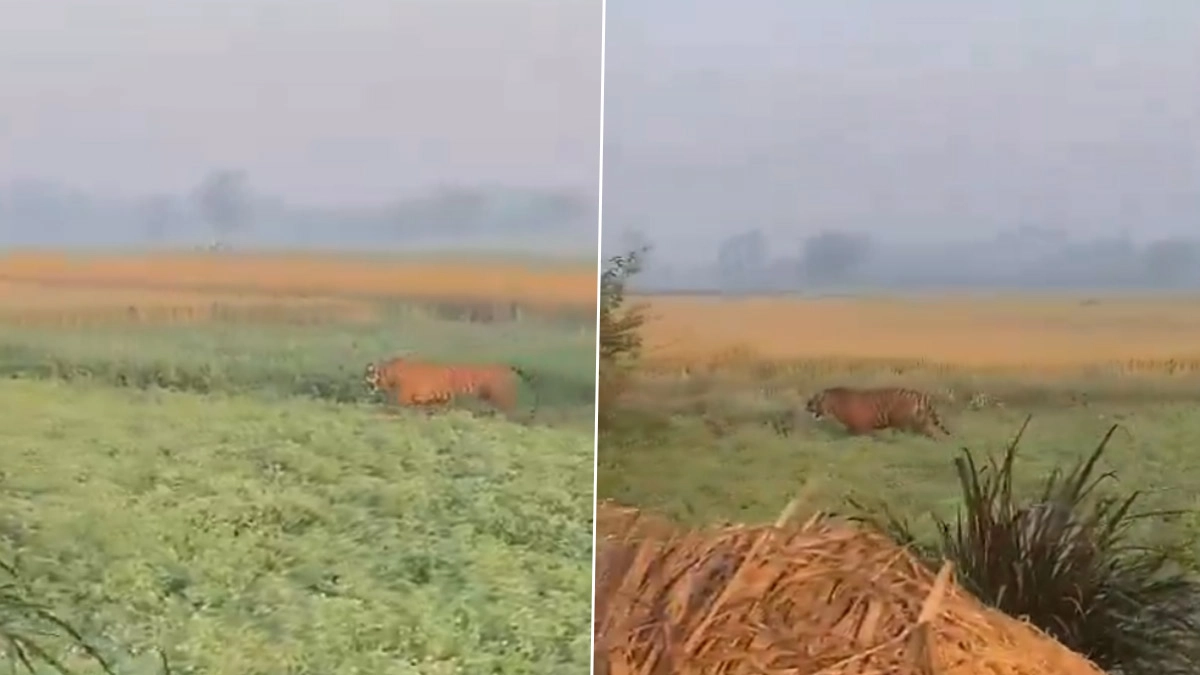 Tiger in Pilibhit: দিনে দুপুরে খেতের মাঝে চড়ে বেরাচ্ছে পেল্লাই চেহারার বাঘ, আত্মারাম খাঁচা গ্রামবাসীদের, দেখুন