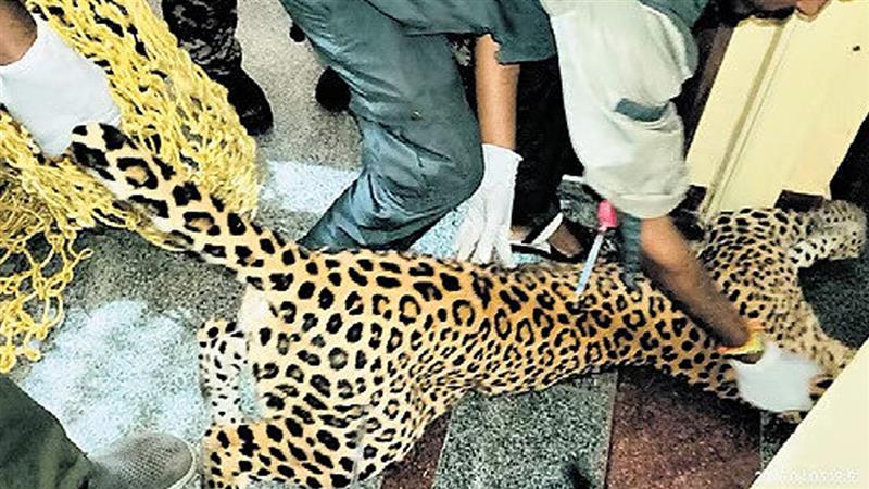 Leopard Enters House in Bengaluru: ঘুম ভাঙতেই ঘরের ভিতর চিতাবাঘের দর্শন, পিলে চমকে উঠল বৃদ্ধ দম্পতির, তারপর যা হল...