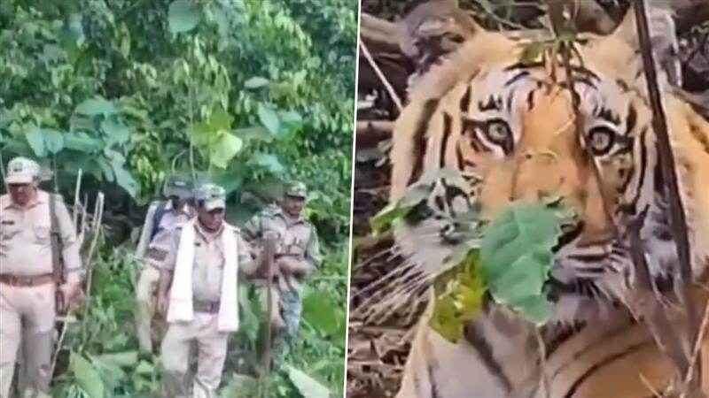 Tigers Rescued: নৈনিতাল থেকে করবেট বন্যপ্রাণী দল দুটি বাঘকে উদ্ধার করেছে