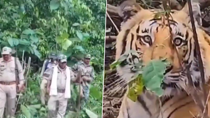 Tigers Rescued: নৈনিতাল থেকে করবেট বন্যপ্রাণী দল দুটি বাঘকে উদ্ধার করেছে