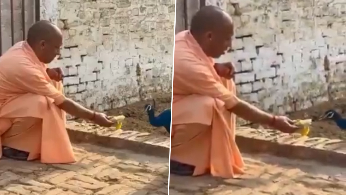 Yogi Adityanath Feeding Peacock: যোগীর জীবসেবা, ময়ূরকে কলা খাওয়াচ্ছেন মুখ্যমন্ত্রী, দেখুন ভিডিয়ো