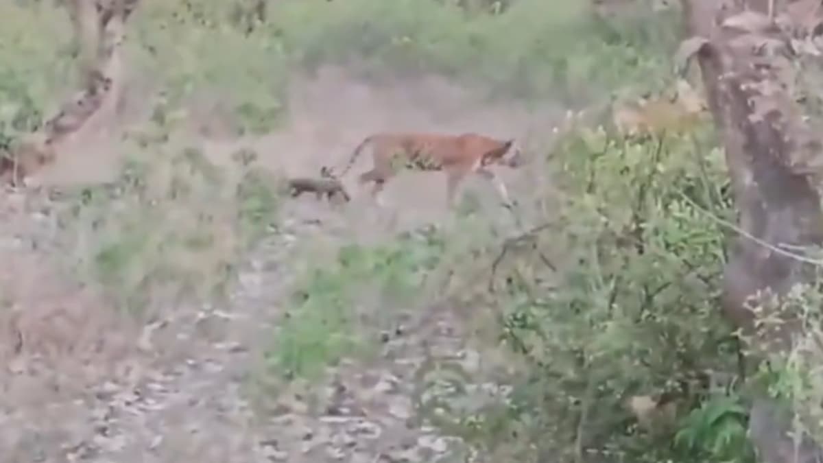 Tigress Gives Birth 3 Cubs: সরিস্কা টাইগার রিজার্ভে বাঘিনী ৩টি শাবকের জন্ম দিয়েছে
