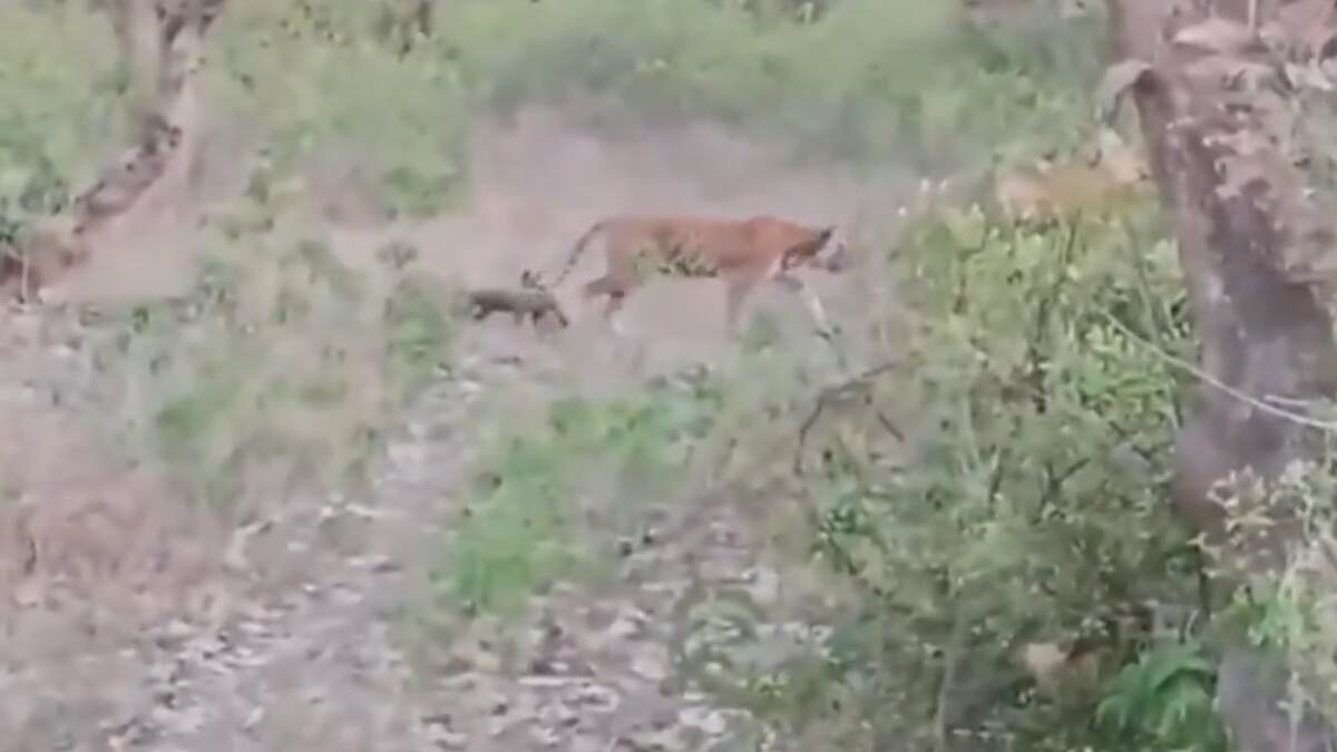 Tigress Gives Birth 3 Cubs: সরিস্কা টাইগার রিজার্ভে বাঘিনী ৩টি শাবকের জন্ম দিয়েছে