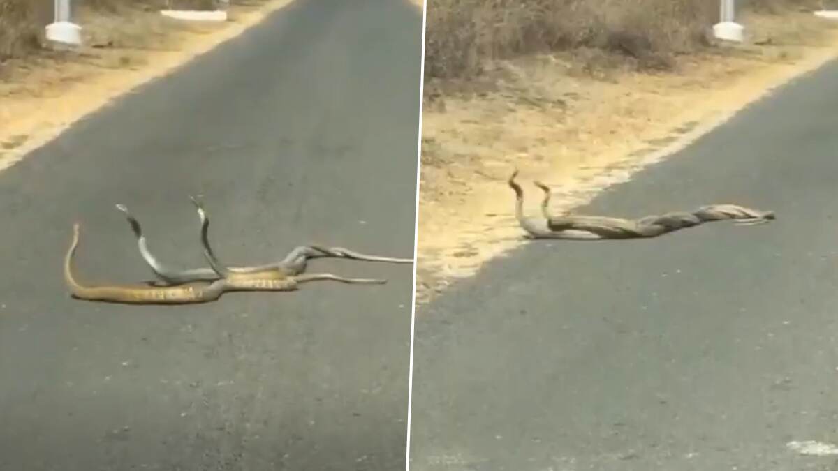 Pune Three Snake Mating: তিনটি সাপের একসঙ্গে সঙ্গম! দেখুন ভাইরাল ভিডিও