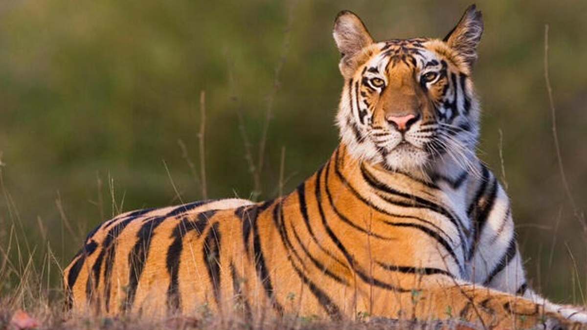 Project Tiger: প্রজেক্ট টাইগারের ৫২ বছর অতিক্রান্ত, হারিয়ে যাওয়া ডোরাকাটাকে আবার নিজের বাসস্থানে ফিরিয়ে দেওয়ার এক অনন্য উদ্যোগ