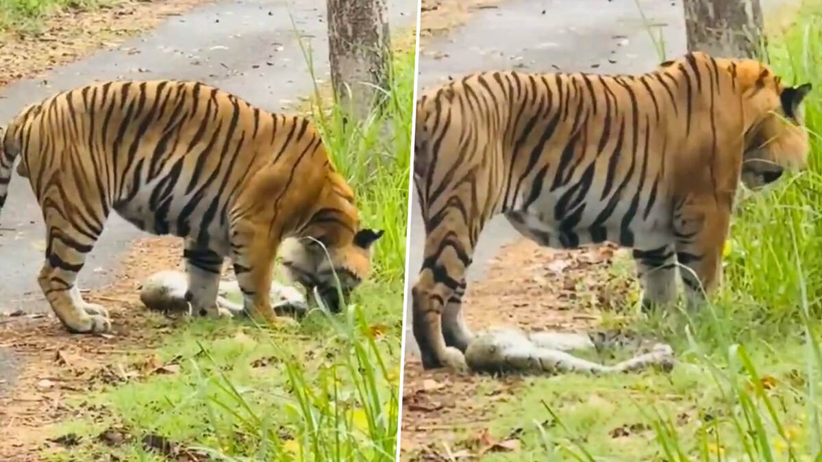 Pilibhit Tiger Video: খিদে পেটে অজগর গিলে খেয়ে মহাসমস্যায় পিলিভেটের বাঘ, দেখুন ভিডিয়ো