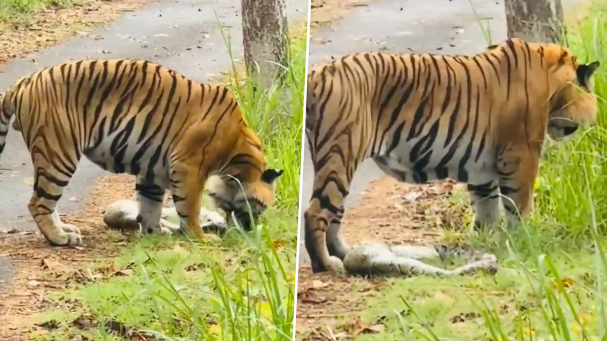 Pilibhit Tiger Video: খিদে পেটে অজগর গিলে খেয়ে মহাসমস্যায় পিলিভেটের বাঘ, দেখুন ভিডিয়ো