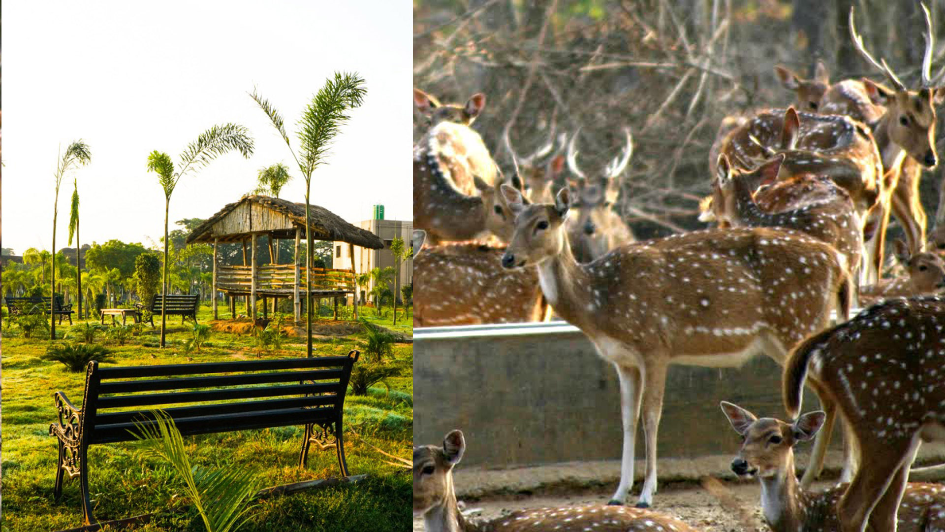Adina Deer Park: এবার আপনার ছুটি কাটানোর ঠিকানা হোক আদিনা ডিয়ার পার্ক। রইলো বিস্তারিত।