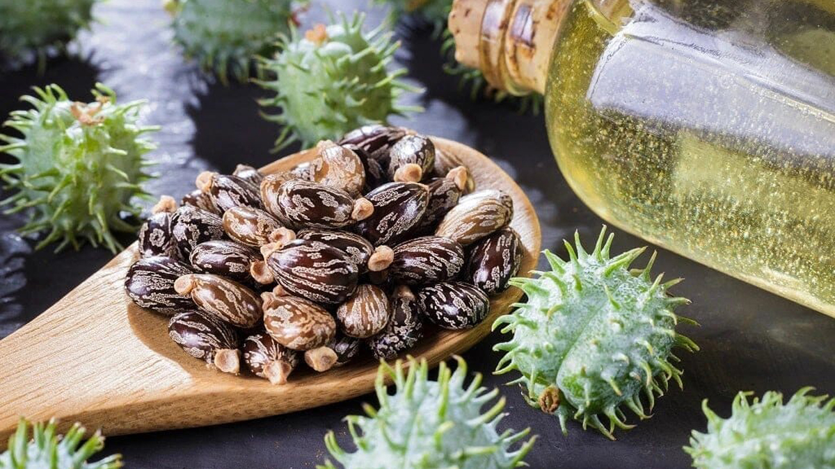 Benefit of castor oil: বড় বড় সেলিব্রিটির সৌন্দর্যের রহস্য এই প্রাকৃতিক তেল। দেখুন বিস্তারিত