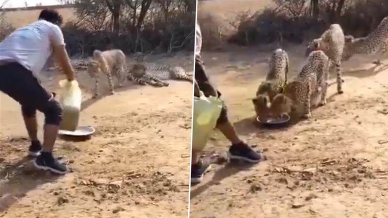 Madhya Pradesh Viral Video: তৃষ্ণার্ত চিতাদের তেষ্টা মিটিয়ে বিপাকে গাড়ি চালক, খোয়ালেন বন দফতরের চাকরি