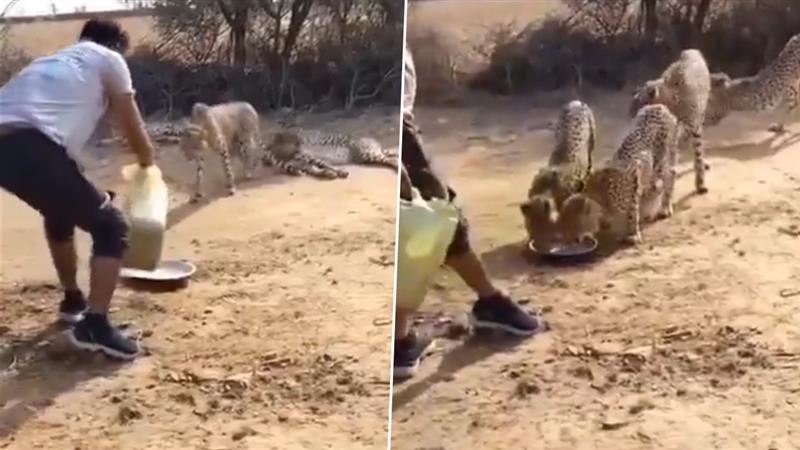 Madhya Pradesh Viral Video: তৃষ্ণার্ত চিতাদের তেষ্টা মিটিয়ে বিপাকে গাড়ি চালক, খোয়ালেন বন দফতরের চাকরি