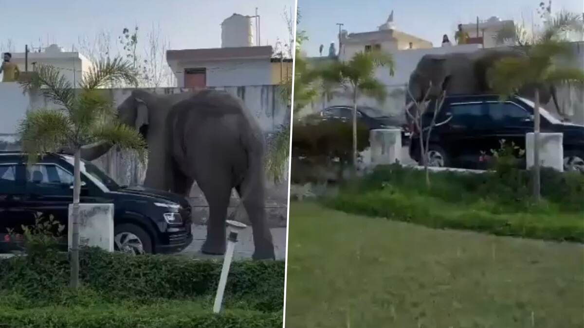Viral Video Of Elephant: পাঁচিল ভেঙে হাসপাতালে ঢুকে পড়ল হাতি, লণ্ডভণ্ডর আতঙ্কে কাঁপছেন মানুষজন দেখুন