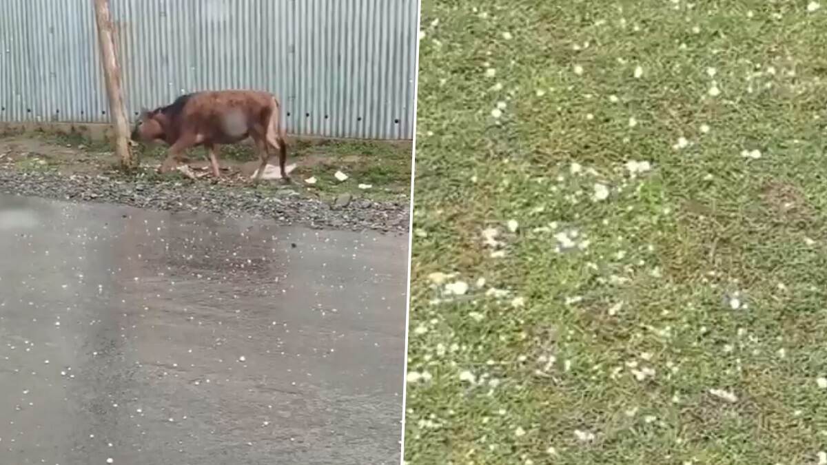 Hailstorm Video: কাশ্মীরে শিলাবৃষ্টি, আকাশ থেকে ঝরে পড়ল বড় বড় বরফের টুকরো, দেখুন ভিডিয়ো
