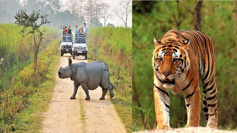 Travel: Kaziranga National Park: ছুটি কাটানোর সেরা ঠিকানা। ঘুরে আসুন কাজিরাঙা অভয়ারণ্যে।