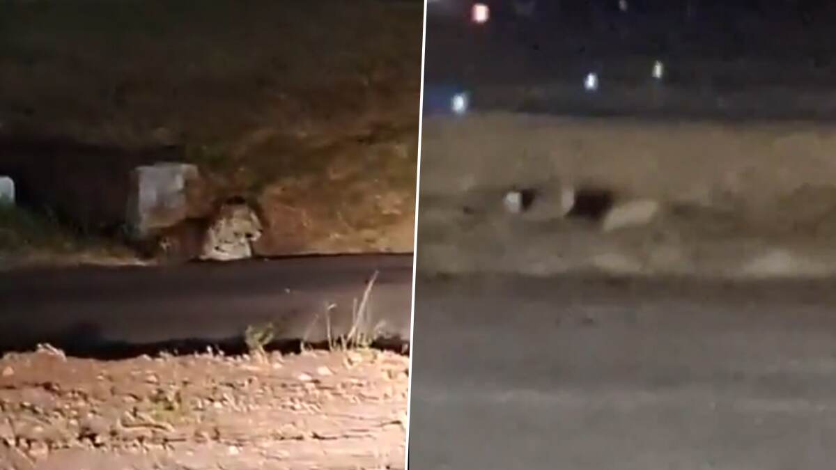 Leopard Spotted At Airport: রানওয়েতে ঘুরে বেড়াচ্ছে চিতাবাঘ, আতঙ্ক ছড়াল গোটা বিমানবন্দরে, ভাইরাল ভিডিয়ো