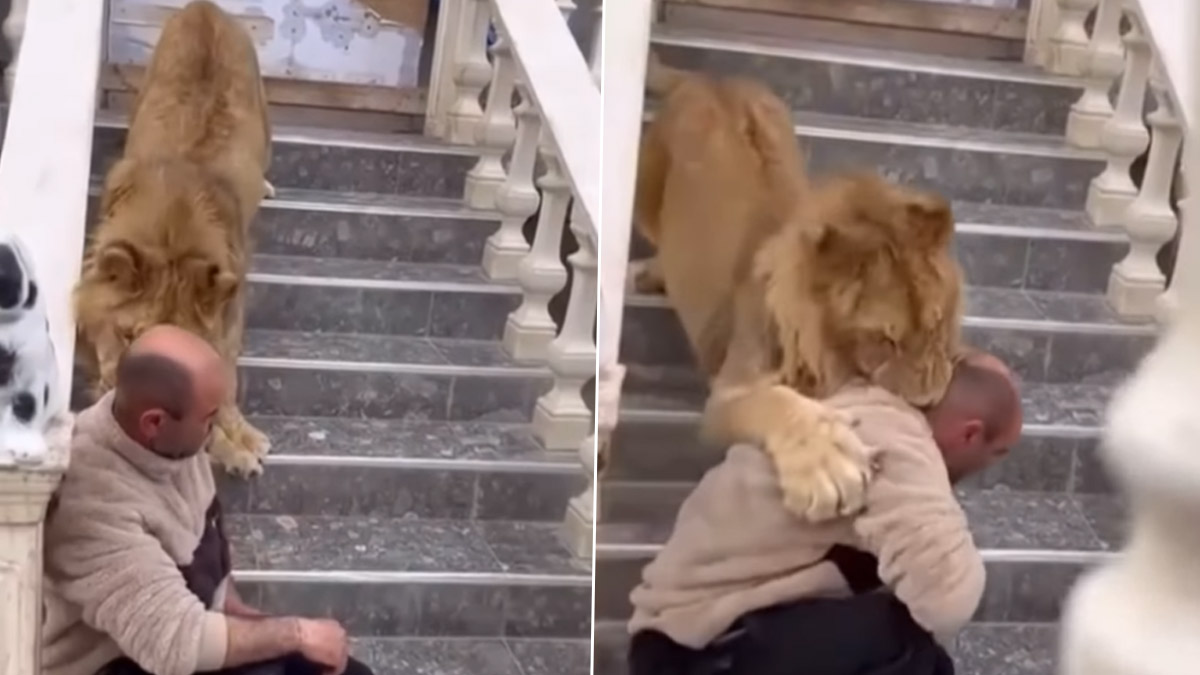 Lion Viral Video: আদর করতে গিয়ে বিপত্তি, কামড়ে ঘাড় ফুটো করে দিল সিংহ, ভাইরাল ভিডিয়ো