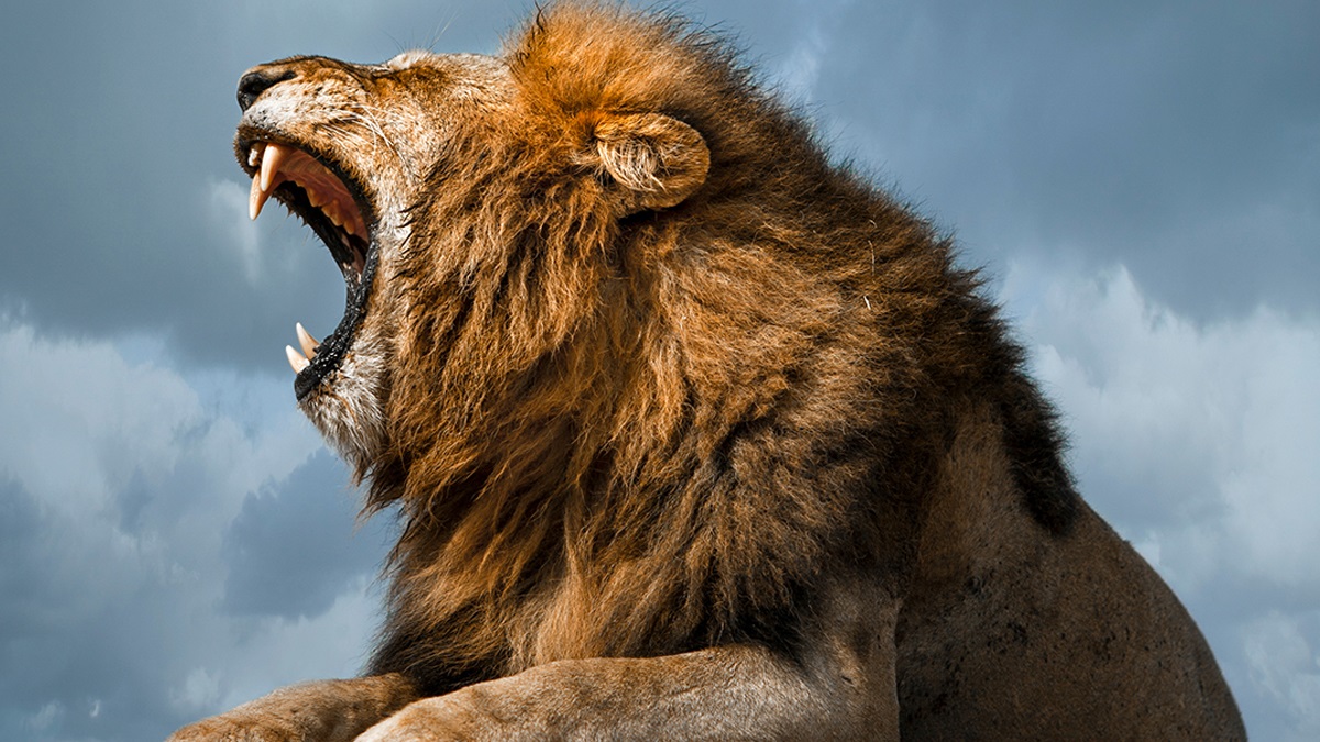 Lion Killed Girl Video: লোকালয়ে ঢুকে কিশোরীকে টেনে নিয়ে গেল মানুষ-খেকো সিংহ, ছিঁড়ে, খুবলে খেল দেহ, ভাইরাল ভিডিয়ো