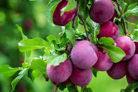 Plum Health Benefits: এই টক-মিষ্টি ফলের উপকার জানলে অবাক হবেন, সুগার লেভেল থেকে হার্ট থাকবে সুস্থ
