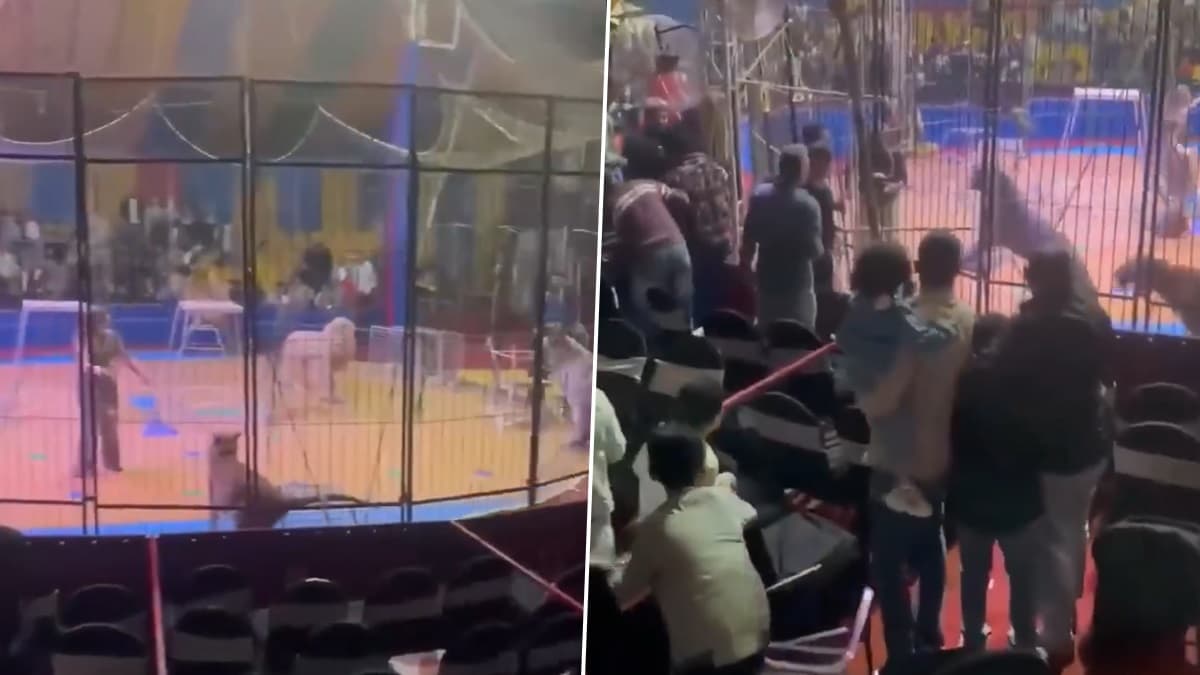 Viral Video Of Tiger: প্রবল আক্রোশে প্রশিক্ষকের উপর ঝাঁপিয়ে, হাত ছিঁড়ে খেল বাঘ, দেখুন ভিডিয়ো