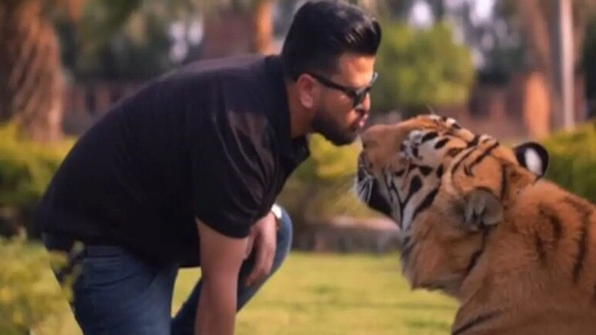 Tiger Viral Video: বাঘকে চুমু খেতে গিয়ে বিপাকে যুবক, খেলেন কামড়, ভাইরাল ভিডিয়ো
