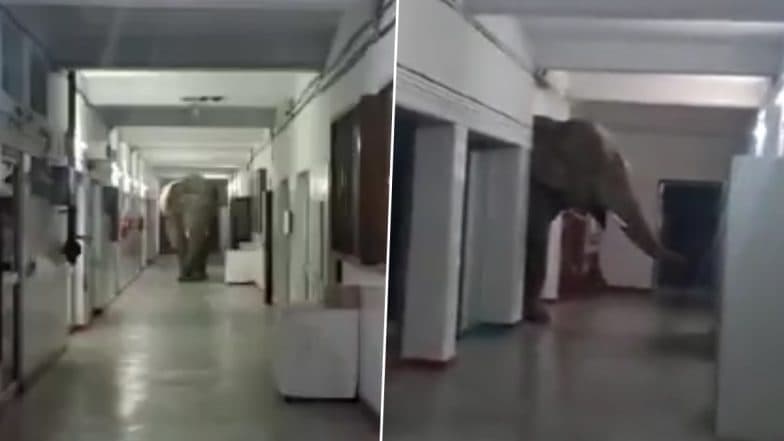 Elephant Entered at School: স্কুলের মধ্যে ঢুকে পড়ল বুনো হাতি, আতঙ্কে ছোটাছুটি পড়ুয়াদের, ভাইরাল ভিডিয়ো