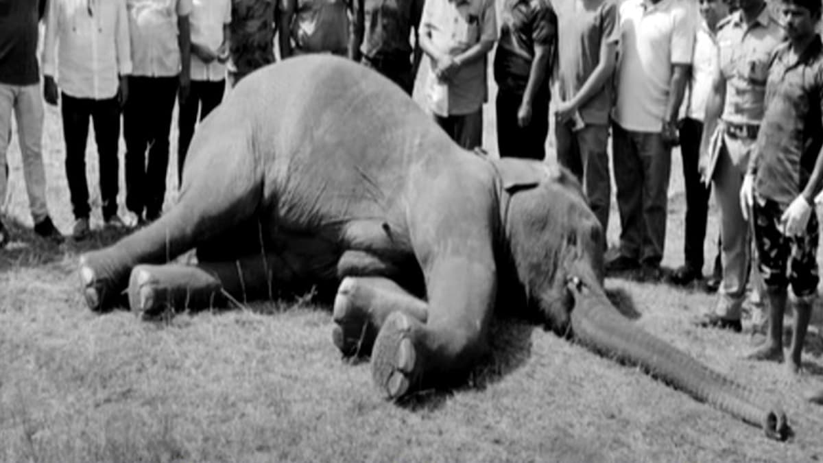 Pregnant Elephant Dies After Eating Plastic: প্লাস্টিক সহ অন্যান্য বর্জ্য খেয়ে মৃত্যু হল এক গর্ভবতী হাতির, তদন্তে বন দফতর