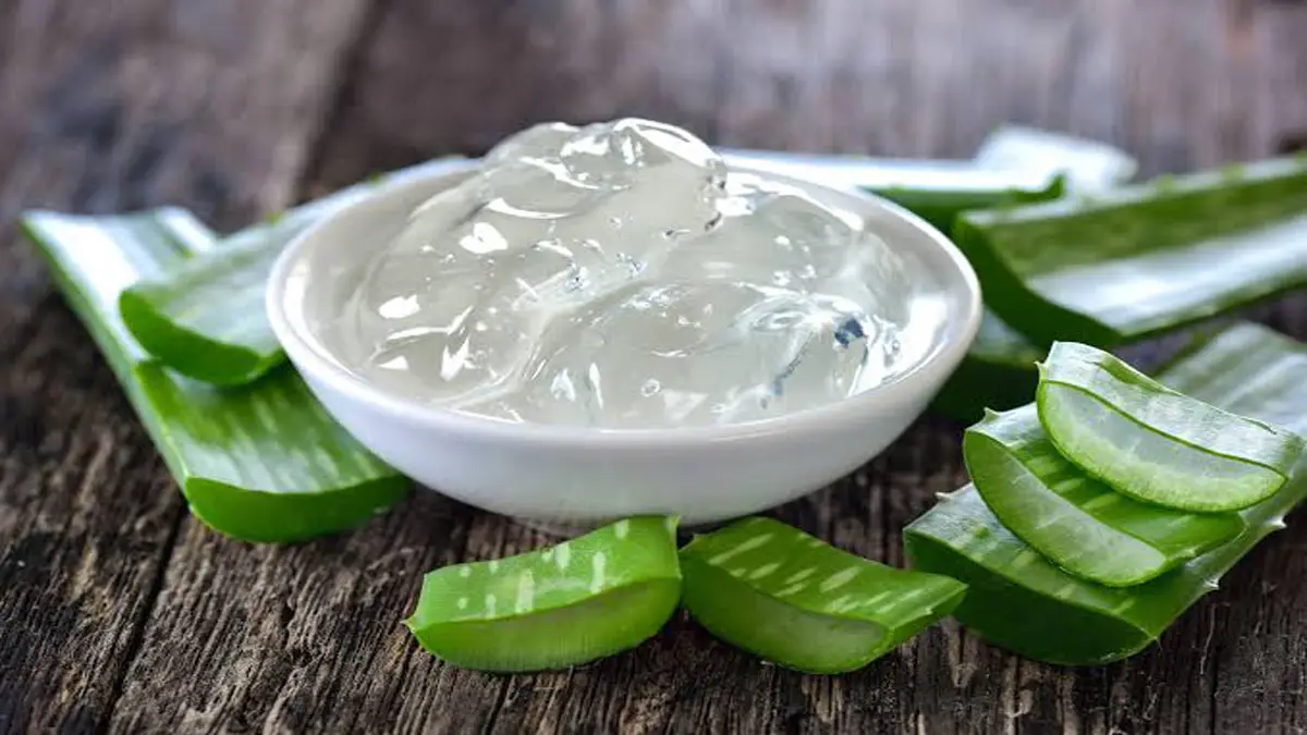 Aloe vera for shiny hair: অ্যালোভেরাতেই চুল হবে ঝলমলে আর সিল্কি। দেখুন সেই পদ্ধতি