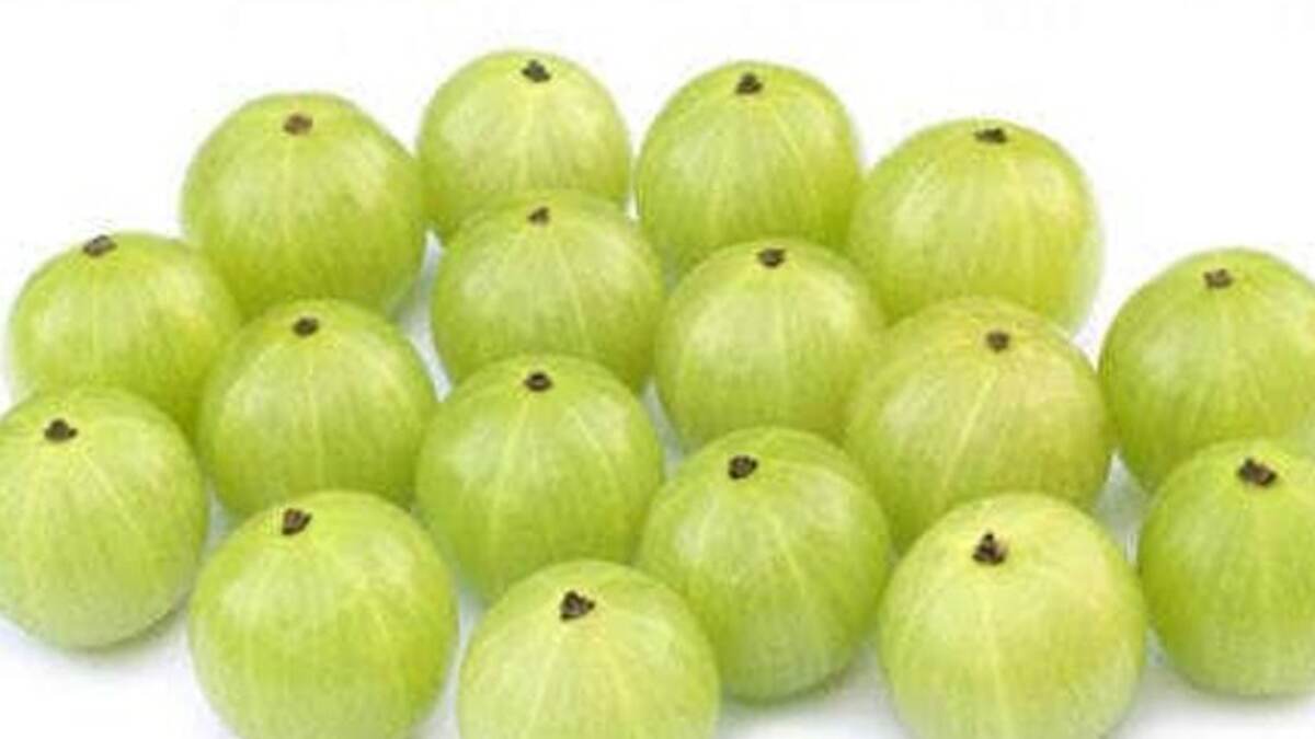 Amla Health Benefits: আমলকি খেলে শরীরে কেমন প্রভাব পড়ে? জেনে নিন বিস্তারিত