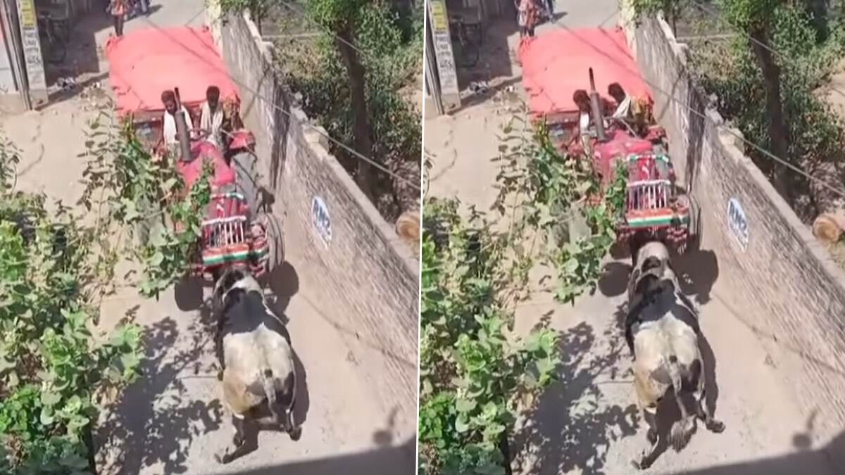 Viral Bull Video: রাস্তা আটকে দাঁড়িয়ে থাকা? শিংয়ের গুঁতোয় আস্ত ট্রাক্টরকে শূন্যে তুলে দিল 'বাহুবলী' ষাঁড়