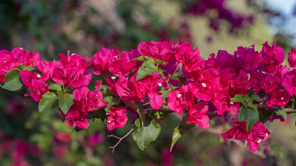 Bougainvillea: সঠিক মিয়ম মেনে বাড়িতে লাগান বোগেনভিলিয়া গাছ। পরিবর্তন ঘটবে আপনার জীবনেও